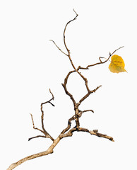 close up of dry branch