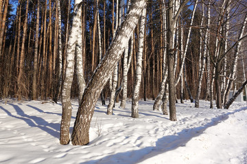 Naklejka premium Winter birch forest in the snow. Russia