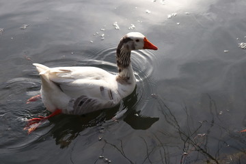 goose on lake 