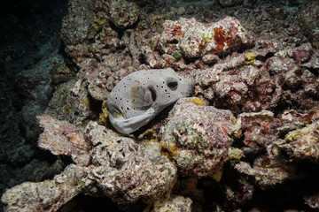 Puffer fish at the Maldives