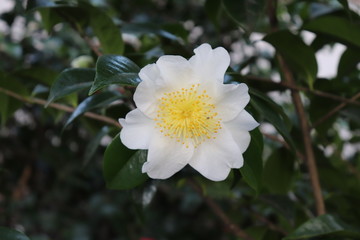 white flower in garden