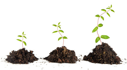 Saplings on white background