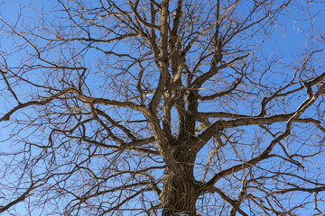 Tree branches (oak) without leaves against the blue sky. Snow on the branches. Frosty sunny day.
