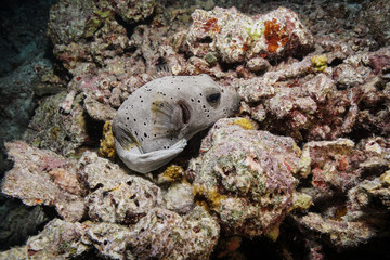 Puffer fish at the Maldives