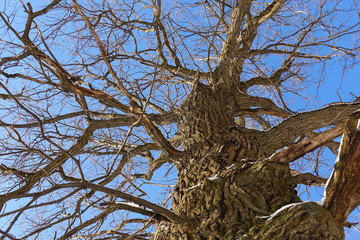 Oak. Tree trunk, bottom view. Nature in the winter season. Against the blue sky. Branches and trunk create an abstract pattern