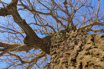 Oak. Tree trunk, bottom view. Nature in the winter season. Against the blue sky. Branches and trunk create an abstract pattern