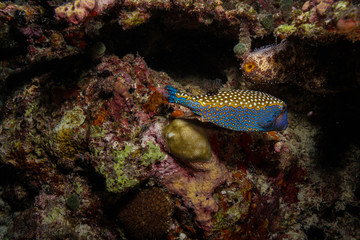 Blue spotted box fish at the Maldives