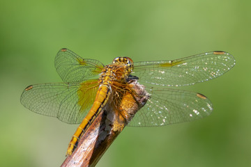 Yellow-winged darter (Sympetrum flaveolum)  sitting on a stick