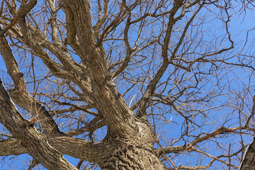 Oak. Tree trunk, bottom view. Nature in the winter season. Against the blue sky. Branches and trunk create an abstract pattern