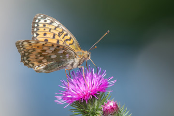 Dark green fritillary (Argynnis aglaja) feeding nectar from a thistle