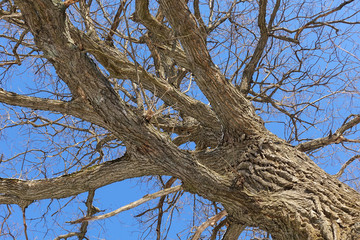 Fototapeta na wymiar Oak. Tree trunk, bottom view. Nature in the winter season. Against the blue sky. Branches and trunk create an abstract pattern