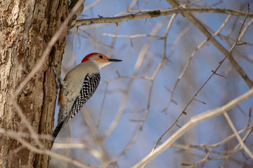 Woodpecker, red bellied