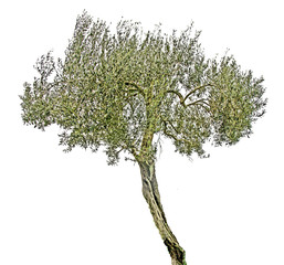 Olive tree on white background
