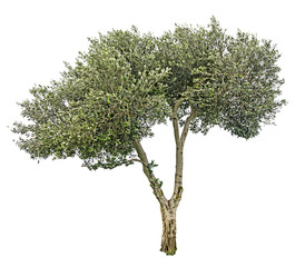 Olive tree on white background