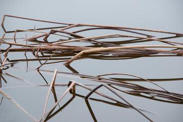 Dried up wild grass in water