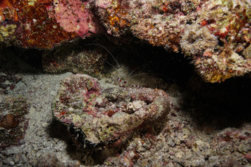 Spider shrimp at the Maldives