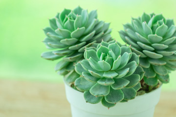 Mini Bunch of Green Echeveria Succulent Houseplant in White pot ,Wood table top background