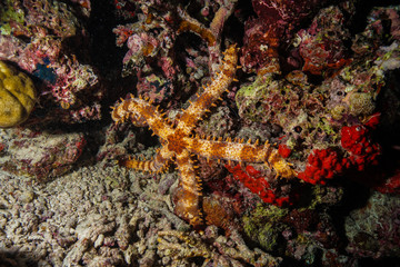 Starfish at the Maldives