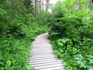Obraz premium Wooden road in the forest among the trees
