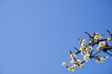 青空と白い梅の花／春イメージのグラフィック素材