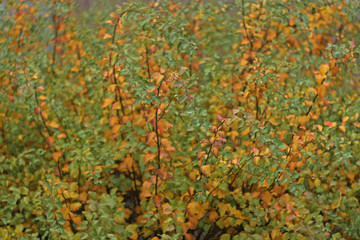 Obraz na płótnie Canvas background of autumn leaves
