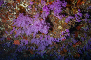 Obraz premium Coral reef at the Maldives