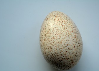 Turkey egg on a white background