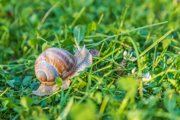 Helix pomatia, Roman snail, Burgundy snail, edible snail or escargot, in the garden with sunset light