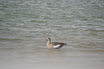 Lonely Duck