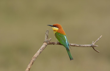 Chestnut-headed Bee-eater (Merops leschenaulti)