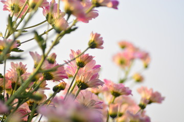  blooming of chrysanthemum flowers with fresh