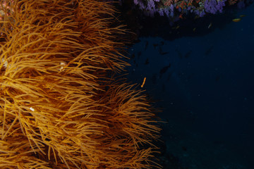 Coral reef at the Maldives