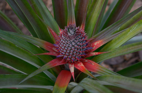 Pineapple flower, Ananas comosus