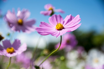 Obraz premium Purple Flowers and blue sky, next to the city of Dali, Yunnan, China.