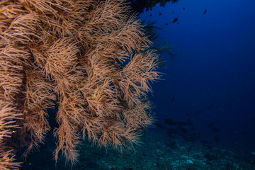 Coral reef at the Maldives