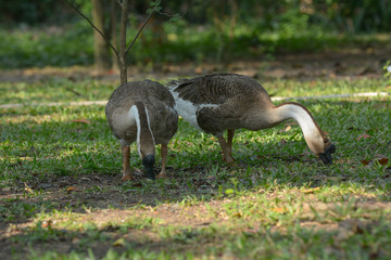 Chinese goose  in the public park