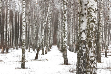 Black and white birch trees with birch bark in birch forest among other birches in winter