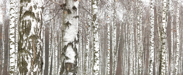 Black and white birch trees with birch bark in birch forest among other birches in winter
