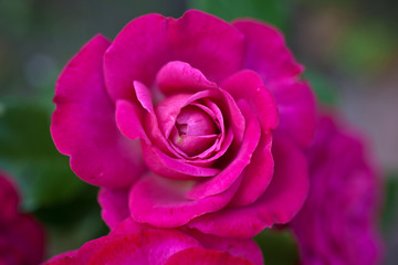 Beautiful pink rose in the garden, in the style of vintage roses. Rose  Leonardo da Vinci,...