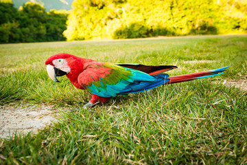 Beautiful red Parrot standing on the grass