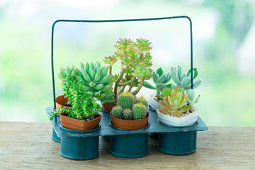 Mix types of Cactus and Echeveria Succulent Flowering Plants Indoor Houseplant Pot in Steel Rack Holder, Table Top White Background