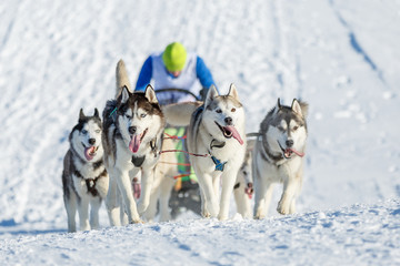 Beautiful husky dogs pulling a sleigh on a snowy road in winter © Pavel