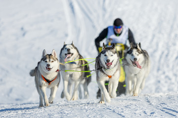 Dog sled racing © Pavel