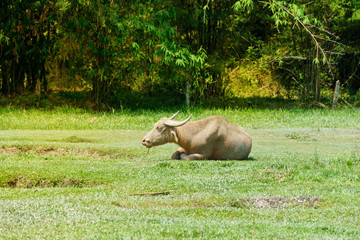 Thai buffalo sitting on green grass near the forest.