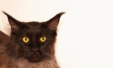 Beautiful brown-black Maine Coon Cat  with large ears and yellow eyes. Front view