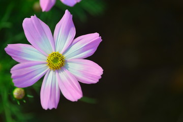 blooming  flower in closeup for background