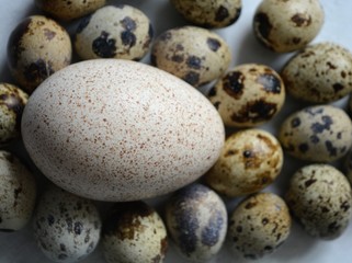 Obraz premium Turkey and quail eggs texture background