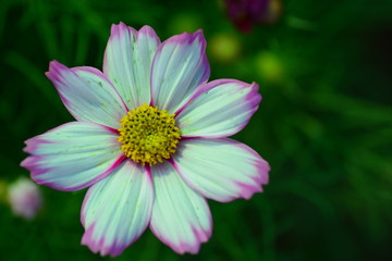 Obraz premium blooming flower in closeup for background