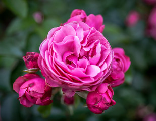 Beautiful pink rose in the garden, in the style of vintage roses. Rose  Leonardo da Vinci, Meilland, 1993