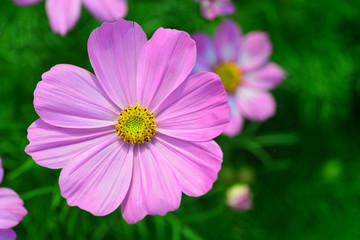 blooming  flower in closeup for background